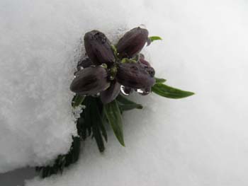 Rittersporn im Schnee